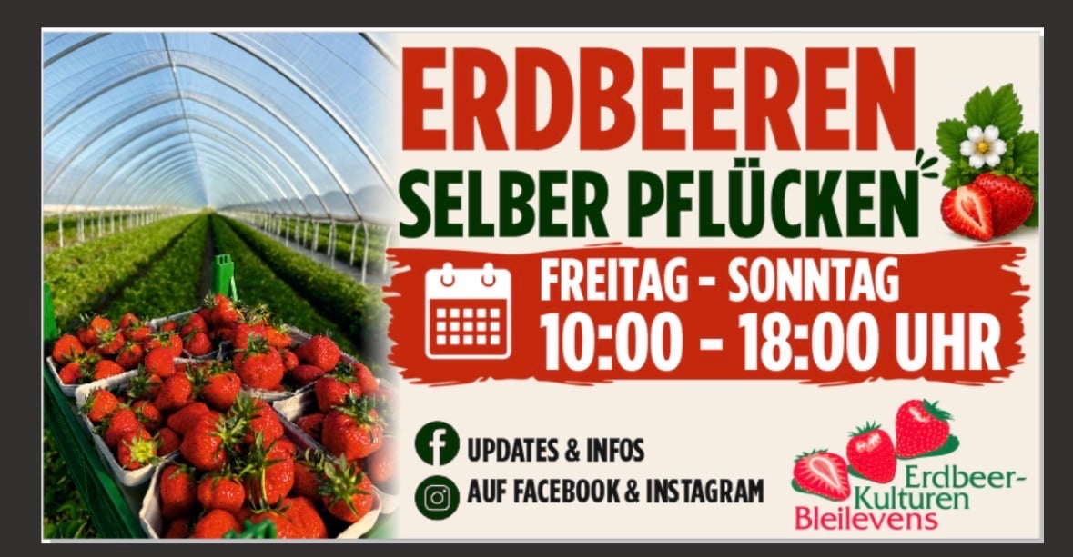 Erdbeeren zum Selberpflücken